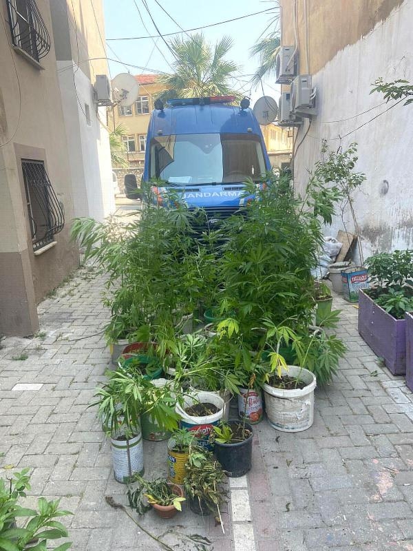 Akhisar'da ormanda kenevir yetiştiren 3 şüpheliye gözaltı