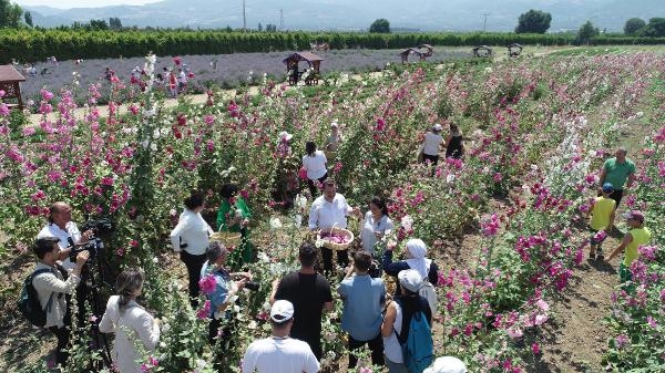 Aromaterapi Festival sona erdi! Çıta her geçen gün yükseliyor
