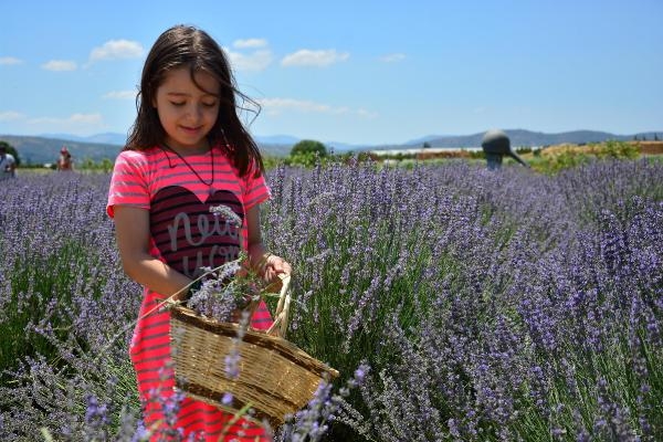 Balıkesir'de Aromaterapi Festivali 6 Temmuz'da başlıyor