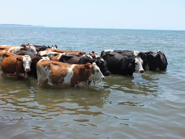 Balıkesir'de sıcaktan bunalan inek sürüsü denize girerek serinliyor