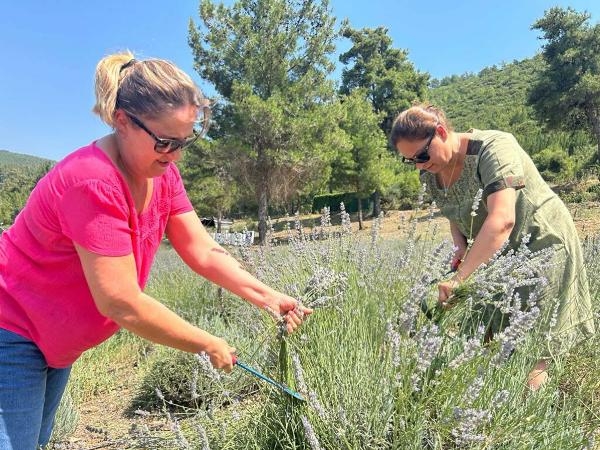 Bodrum'da lavanta hasadı başladı