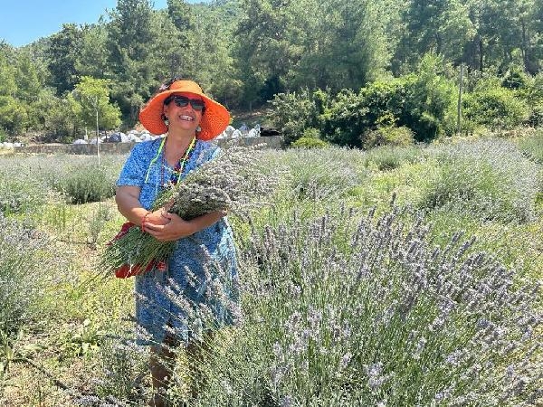 Bodrum'da lavanta hasadı başladı