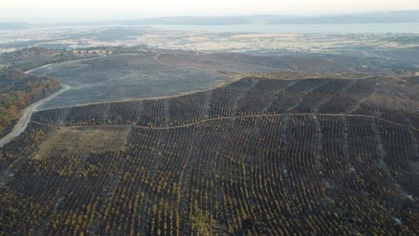 Çanakkale'deki orman yangınında 2 bin 500 hektar alan zarar gördü