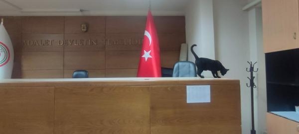 İzmir Adliyesi'nin kedilerine ev