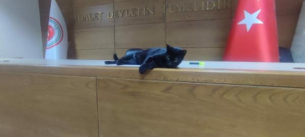 İzmir Adliyesi'nin kedilerine ev