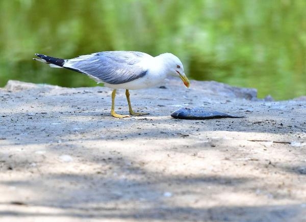 İzmir Doğal Yaşam Parkı'nın göçmen kuşları! 77 kuş türü var