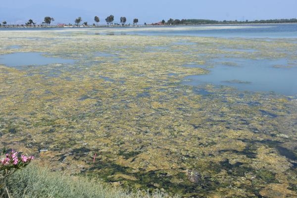 İzmir'de Çakalburnu deniz maruluyla kaplandı
