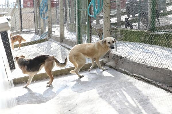 Karşıyaka'nın ampute köpekleri emin ellerde