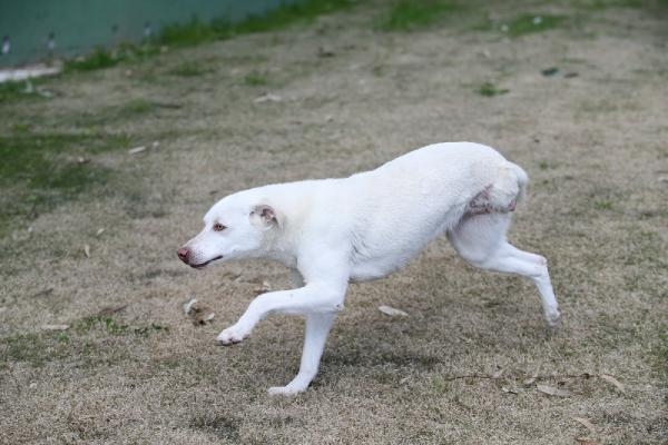 Karşıyaka'nın ampute köpekleri emin ellerde