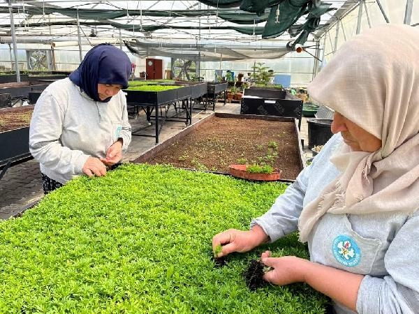 Manisa Belediyesi çiçek ve bitkisini kendi yetiştiriyor