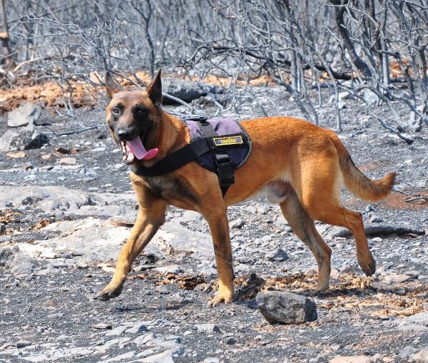 Manisa'daki orman yangınını  'Tarzan' çözecek