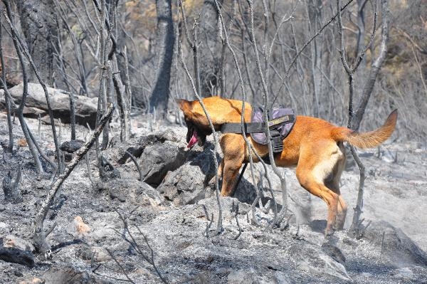 Manisa'daki orman yangınını  'Tarzan' çözecek