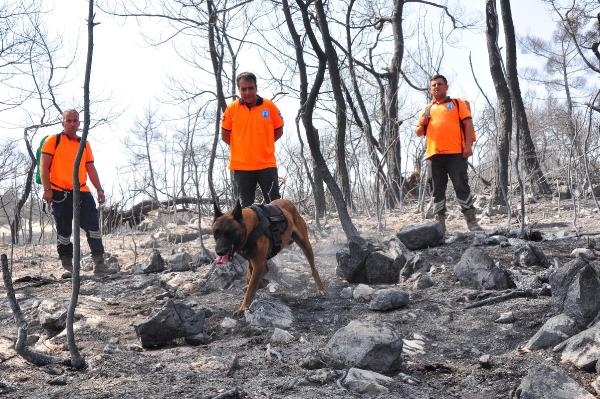 Manisa'daki orman yangınını  'Tarzan' çözecek