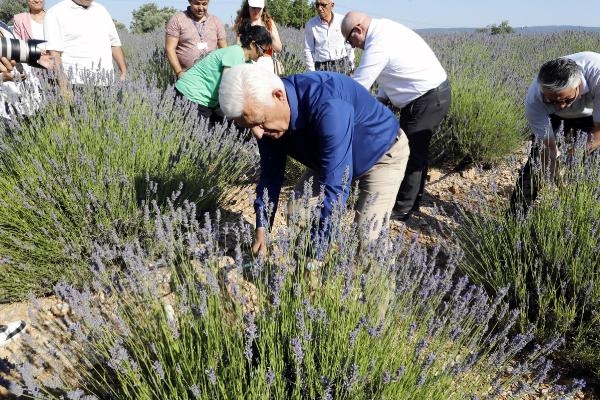 Muğla'da lavanta kokan şenlik