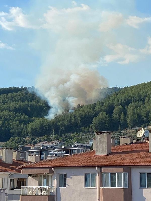 Muğla'da orman yangını