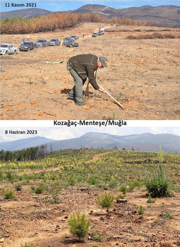 Muğla'daki yangınların 2'nci yılında yanan alanlar yeşeriyor