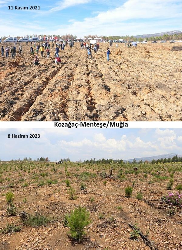 Muğla'daki yangınların 2'nci yılında yanan alanlar yeşeriyor