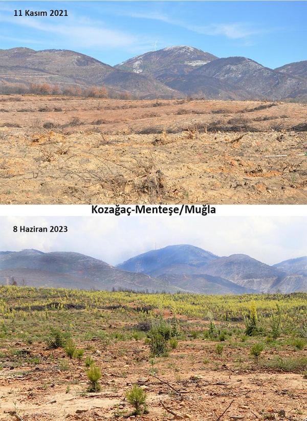 Muğla'daki yangınların 2'nci yılında yanan alanlar yeşeriyor