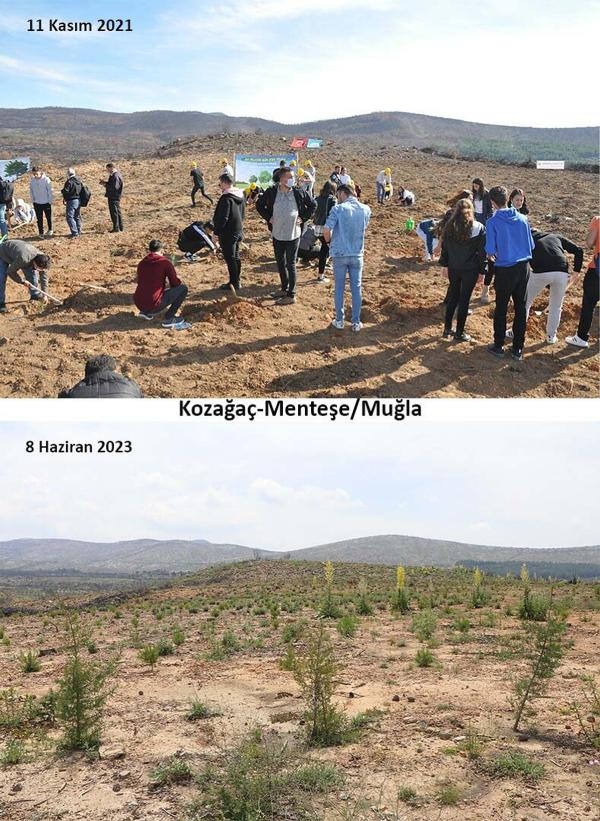 Muğla'daki yangınların 2'nci yılında yanan alanlar yeşeriyor