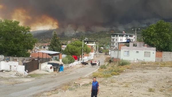 Muğla'daki yangınların 2'nci yılında yanan alanlar yeşeriyor