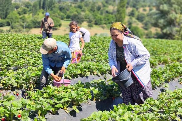 Ödemiş'te çilek hasat etkinliği