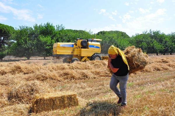 Okul müdürü buğday ekip gelirini öğrencileri için harcıyor