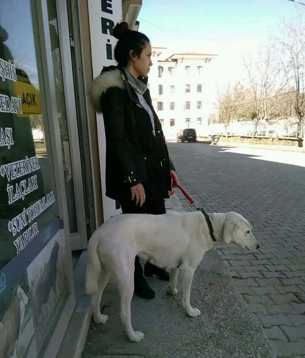 Sokak köpeği 'Pamuk'un vefası