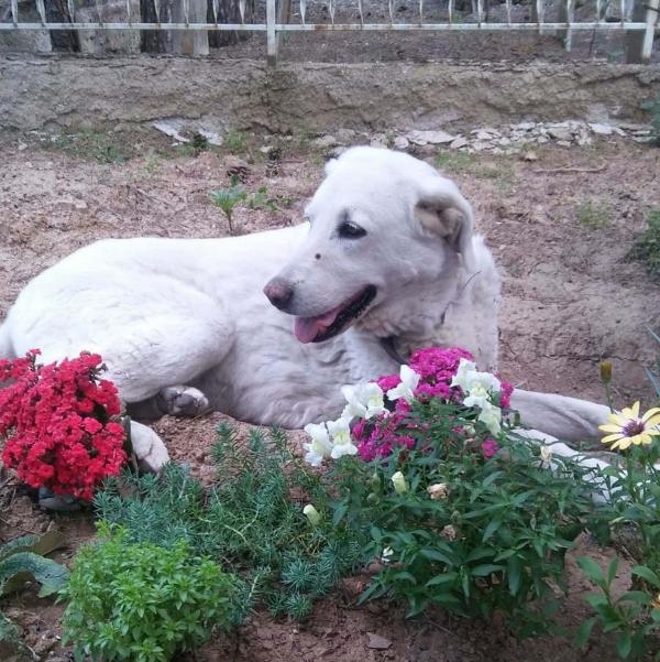 Sokak köpeği 'Pamuk'un vefası