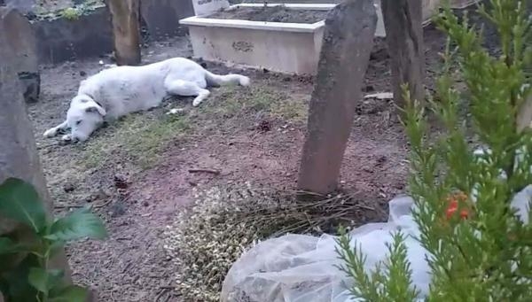 Sokak köpeği 'Pamuk'un vefası