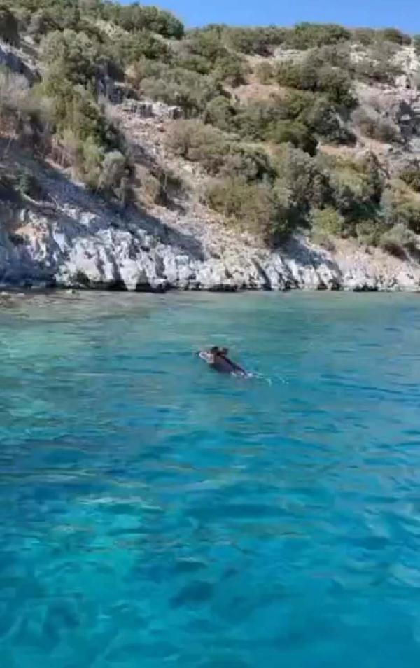 Yaban domuzu, Bodrum açıklarında yüzdü