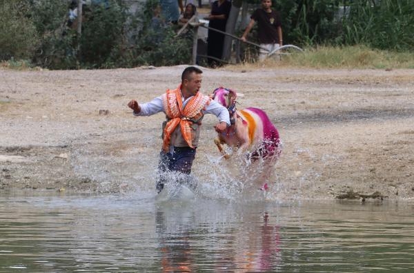 8 asırlık gelenek; koyunları nehirden geçirdiler
