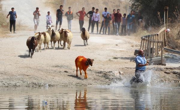 8 asırlık gelenek; koyunları nehirden geçirdiler