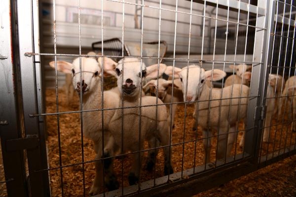 Başkan Yavaş: Büyükşehir Belediyesi, Sındırgı'ya değer katıyor'