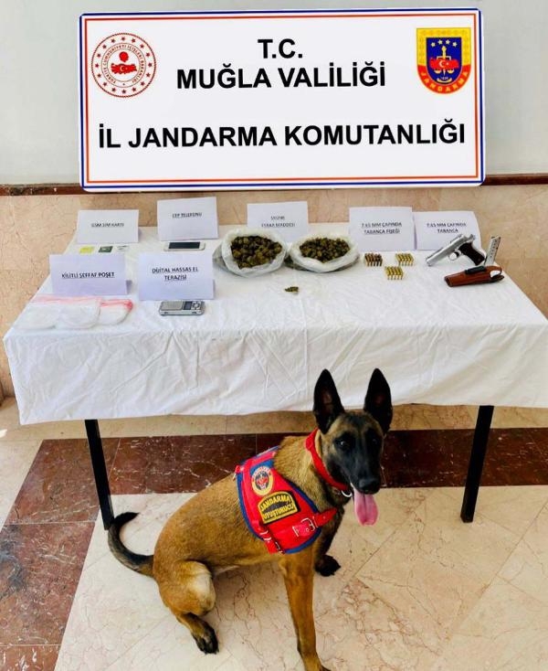 Bodrum'da 'Dalan, 1 kilo 250 gram skunk ele geçirdi