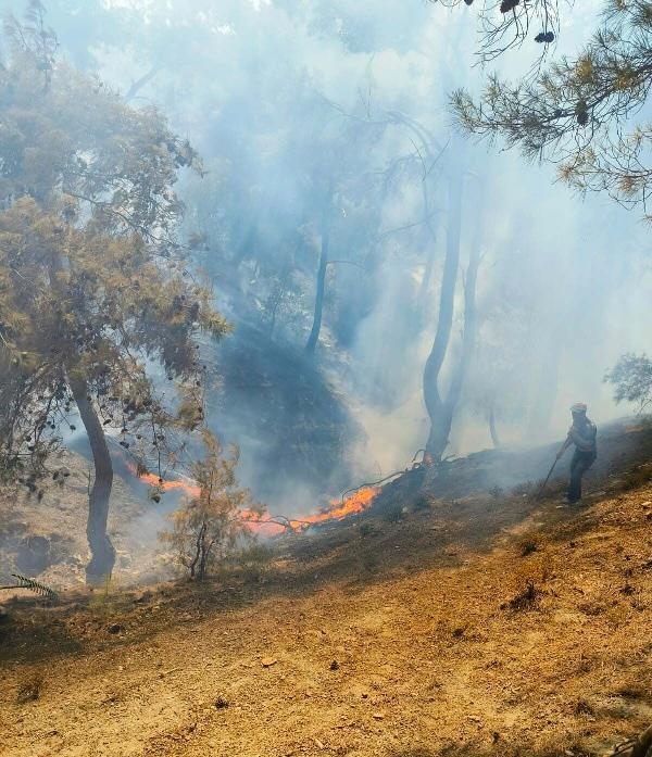 Burhaniye'de 2 dönüm orman zarar gördü