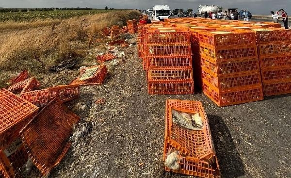Canlı tavuk yüklü kamyon, otomobille çarpıştı