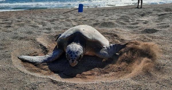 Carettaları korumada dünyaya örneğiz
