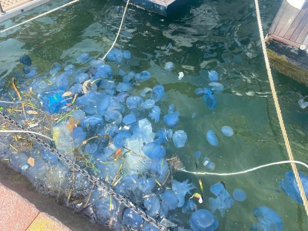 Denizanası yüzünden Foça plajları boş kaldı