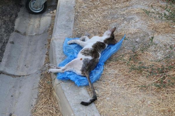 Denizli'de 2 yavru kedi öldürüldü, 1'i yaralı bulundu