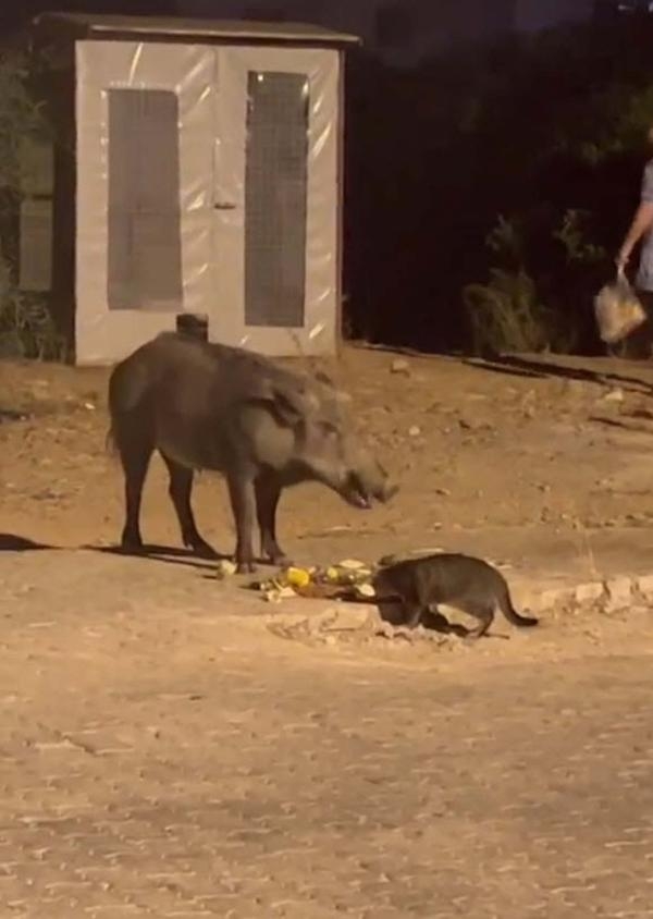 Domuz ve kedi birlikte yedi; o anlar kamerada