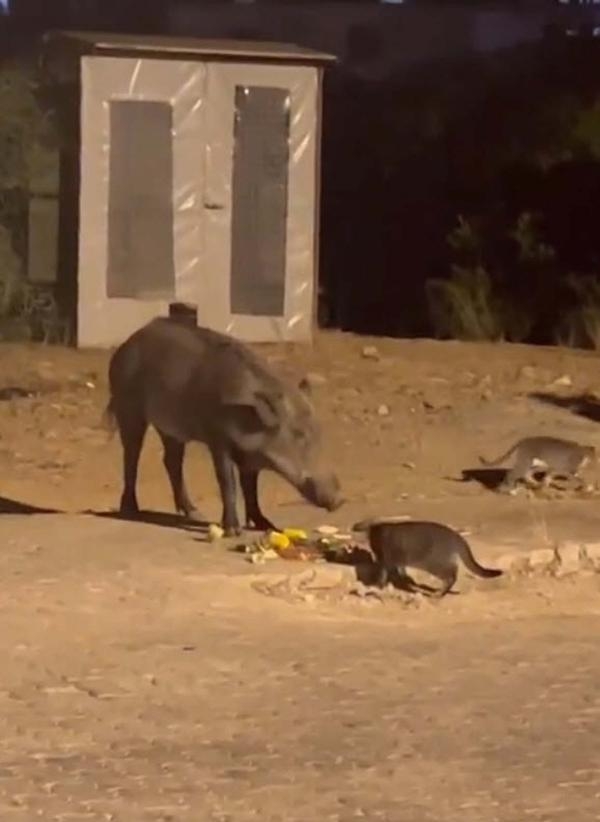 Domuz ve kedi birlikte yedi; o anlar kamerada