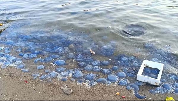 Foça'daki dev denizanalarının sebebi kirlilik