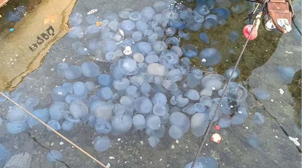 Foça'daki dev denizanalarının sebebi kirlilik