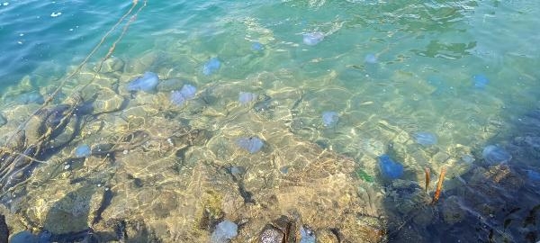Foça'daki dev denizanalarının sebebi kirlilik
