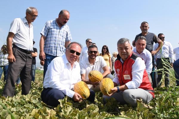 Gerenköy Kavun Hasat Şenliği düzenlendi