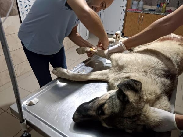 Hayvanseverin beslediği köpek tüfekle öldürüldü