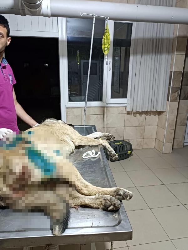 Hayvanseverin beslediği köpek tüfekle öldürüldü