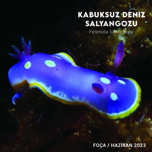 İzmir Körfezi'nde biyolojik çeşitliliği izleme çalışmaları