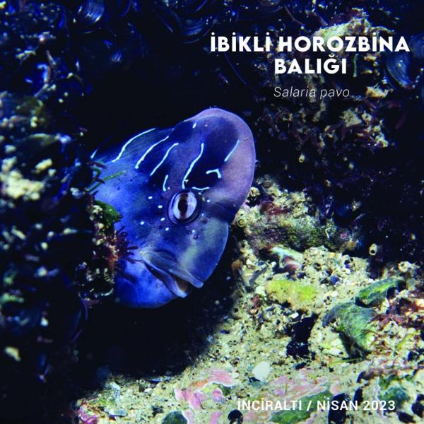 İzmir Körfezi'nde biyolojik çeşitliliği izleme çalışmaları