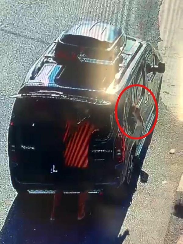 Kısırlaştırılmaya götürülen kedi, aracın camını kırıp kaçtı